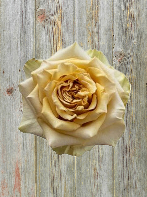ZEN 4OCM SANDY ANTIQUE GOLDEN CREAM GARDEN ROSE